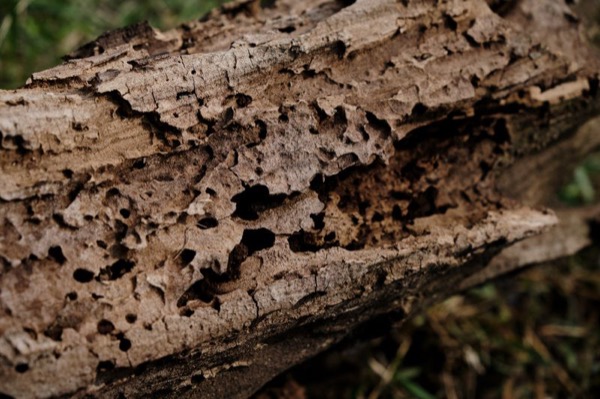 Wood (목)